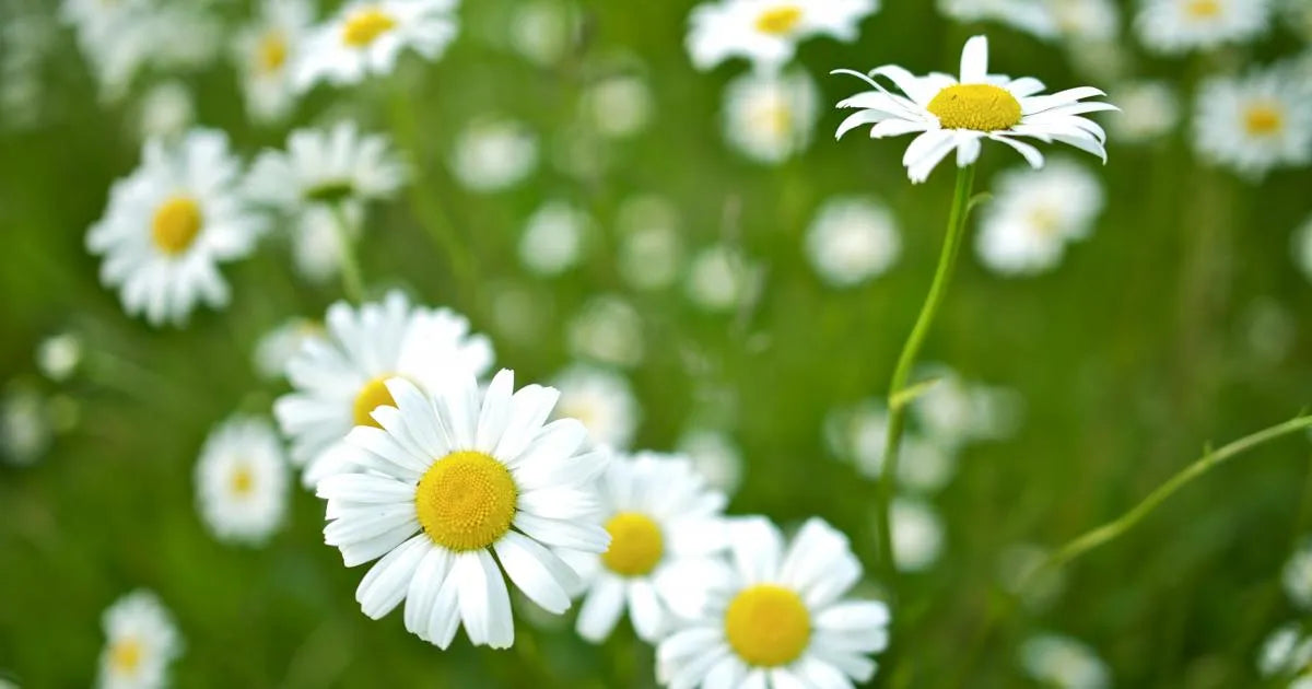 2021 Market Update: Foreclosures