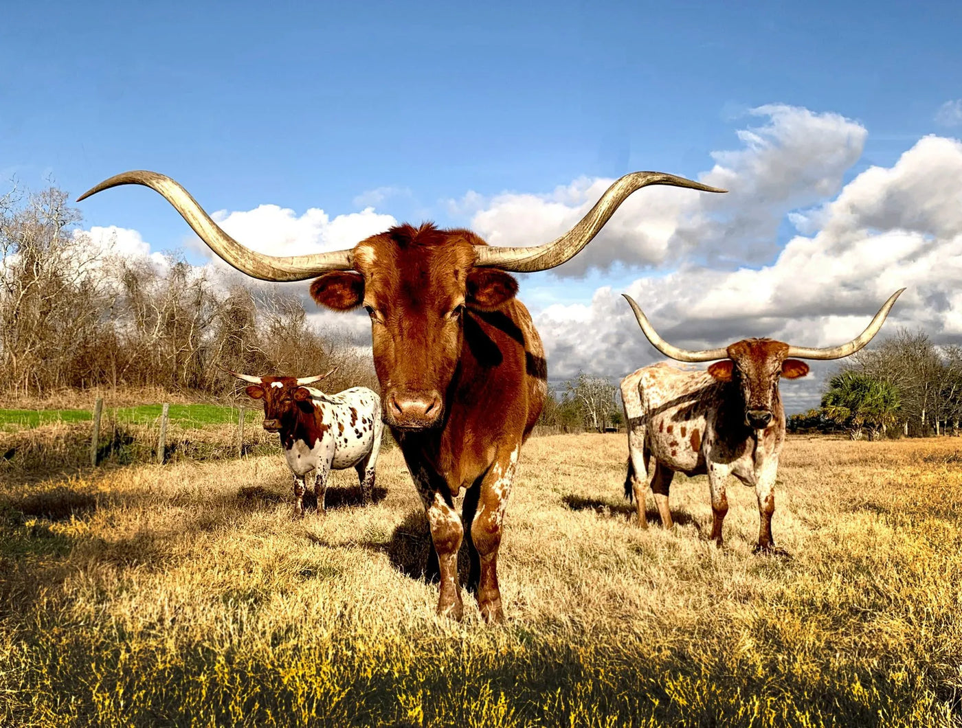 Get Your Texas Real Estate License Online
